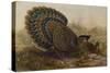 Malayan Peacock Pheasant (Polyplectron Bicalcaratum)-Henry Constantine Richter-Stretched Canvas