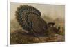 Malayan Peacock Pheasant (Polyplectron Bicalcaratum)-Henry Constantine Richter-Framed Giclee Print