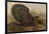 Malayan Peacock Pheasant (Polyplectron Bicalcaratum)-Henry Constantine Richter-Framed Giclee Print