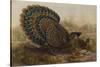 Malayan Peacock Pheasant (Polyplectron Bicalcaratum)-Henry Constantine Richter-Stretched Canvas