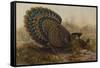 Malayan Peacock Pheasant (Polyplectron Bicalcaratum)-Henry Constantine Richter-Framed Stretched Canvas
