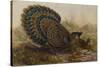 Malayan Peacock Pheasant (Polyplectron Bicalcaratum)-Henry Constantine Richter-Stretched Canvas