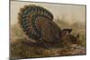 Malayan Peacock Pheasant (Polyplectron Bicalcaratum)-Henry Constantine Richter-Mounted Giclee Print