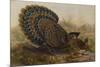 Malayan Peacock Pheasant (Polyplectron Bicalcaratum)-Henry Constantine Richter-Mounted Giclee Print