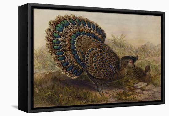 Malayan Peacock Pheasant (Polyplectron Bicalcaratum)-Henry Constantine Richter-Framed Stretched Canvas