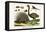 Malayan Porcupines and Ostrich-Albertus Seba-Framed Stretched Canvas