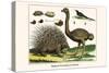 Malayan Porcupines and Ostrich-Albertus Seba-Stretched Canvas