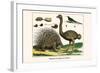 Malayan Porcupines and Ostrich-Albertus Seba-Framed Art Print