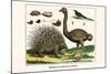 Malayan Porcupines and Ostrich-Albertus Seba-Mounted Art Print