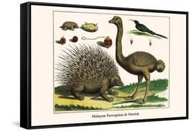 Malayan Porcupines and Ostrich-Albertus Seba-Framed Stretched Canvas