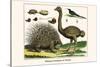 Malayan Porcupines and Ostrich-Albertus Seba-Stretched Canvas