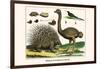 Malayan Porcupines and Ostrich-Albertus Seba-Framed Premium Giclee Print