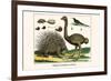 Malayan Porcupines and Ostrich-Albertus Seba-Framed Premium Giclee Print