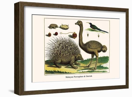 Malayan Porcupines and Ostrich-Albertus Seba-Framed Art Print