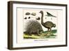 Malayan Porcupines and Ostrich-Albertus Seba-Framed Art Print