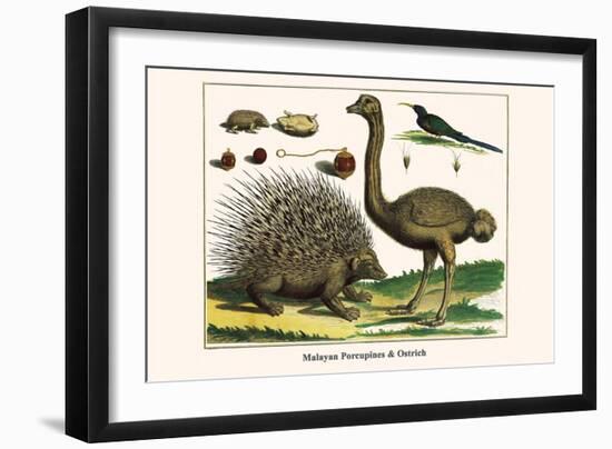 Malayan Porcupines and Ostrich-Albertus Seba-Framed Art Print