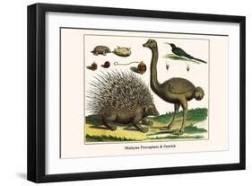 Malayan Porcupines and Ostrich-Albertus Seba-Framed Art Print