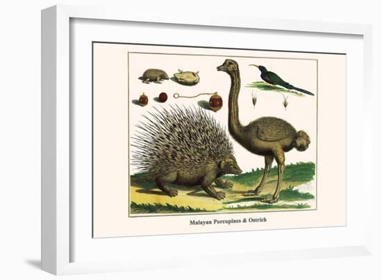 Malayan Porcupines and Ostrich-Albertus Seba-Framed Art Print