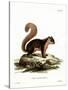 Malayan Squirrel-null-Stretched Canvas