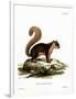 Malayan Squirrel-null-Framed Premium Giclee Print