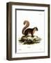 Malayan Squirrel-null-Framed Giclee Print