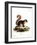 Malayan Squirrel-null-Framed Giclee Print