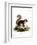 Malayan Squirrel-null-Framed Giclee Print