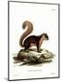 Malayan Squirrel-null-Mounted Giclee Print