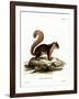 Malayan Squirrel-null-Framed Giclee Print