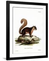 Malayan Squirrel-null-Framed Giclee Print