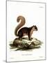 Malayan Squirrel-null-Mounted Giclee Print