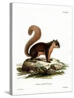 Malayan Squirrel-null-Stretched Canvas