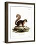 Malayan Squirrel-null-Framed Giclee Print