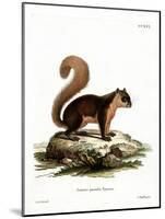 Malayan Squirrel-null-Mounted Giclee Print