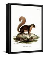 Malayan Squirrel-null-Framed Stretched Canvas