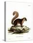 Malayan Squirrel-null-Stretched Canvas