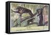 Malayan Sun Bear-null-Framed Stretched Canvas