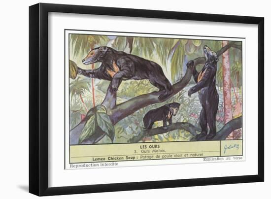 Malayan Sun Bear-null-Framed Art Print