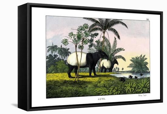 Malayan Tapir, 1860-null-Framed Stretched Canvas