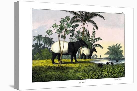 Malayan Tapir, 1860-null-Stretched Canvas