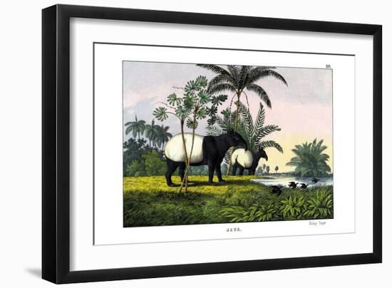 Malayan Tapir, 1860-null-Framed Giclee Print