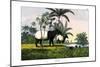 Malayan Tapir, 1860-null-Mounted Giclee Print