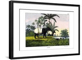 Malayan Tapir, 1860-null-Framed Giclee Print