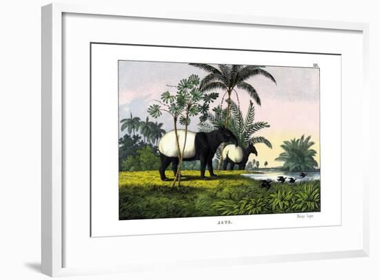 Malayan Tapir, 1860-null-Framed Giclee Print