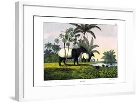 Malayan Tapir, 1860-null-Framed Giclee Print