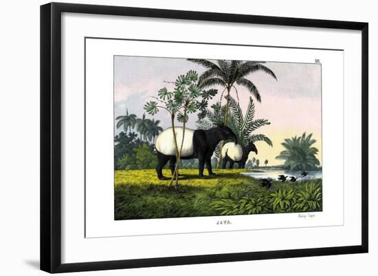 Malayan Tapir, 1860-null-Framed Giclee Print