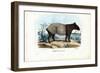 Malayan Tapir, 1863-79-Raimundo Petraroja-Framed Giclee Print