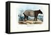 Malayan Tapir, 1863-79-Raimundo Petraroja-Framed Stretched Canvas