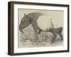 Malayan Tapir, in the Menagerie of the Zoological Society, Regent's Park-Harrison William Weir-Framed Giclee Print