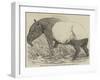 Malayan Tapir, in the Menagerie of the Zoological Society, Regent's Park-Harrison William Weir-Framed Giclee Print